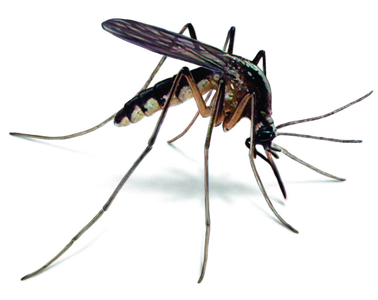 Florida Mosquito
