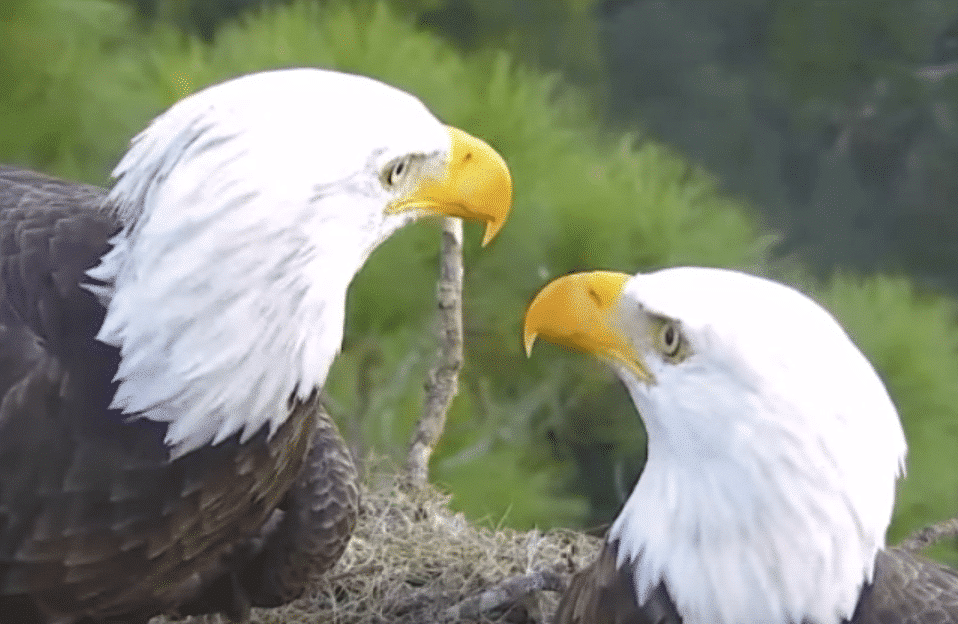 Pairs of Bald Eagles