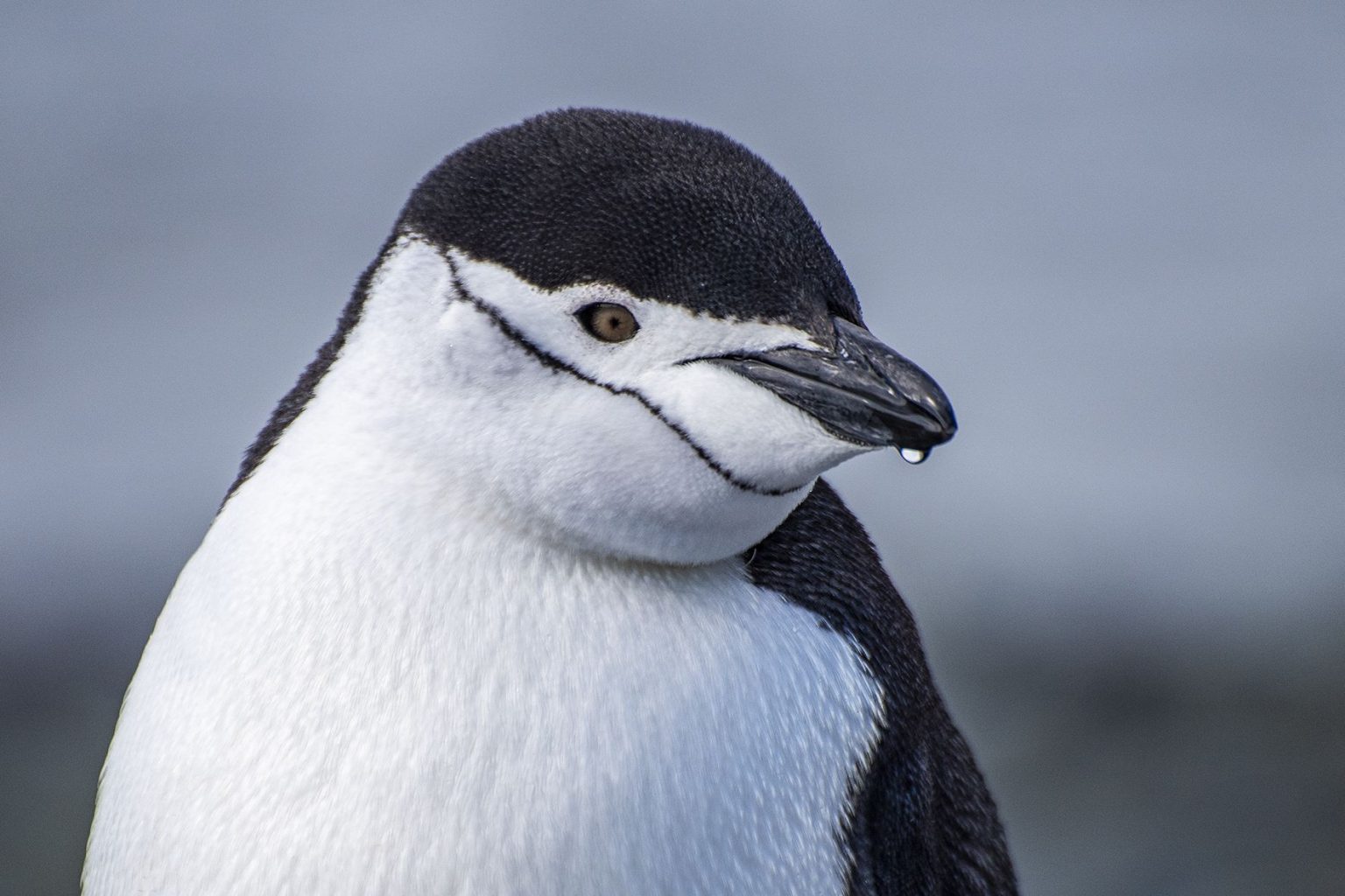 The Chinstrap Penguin