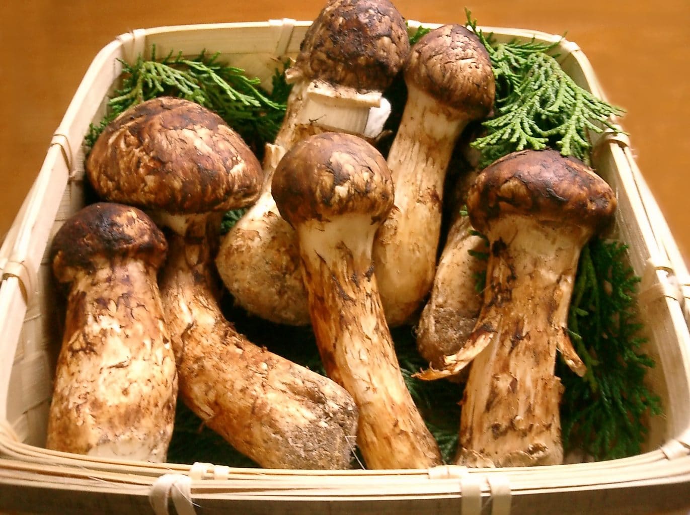 Matsutake Mushrooms - Most Expensive Food in the World