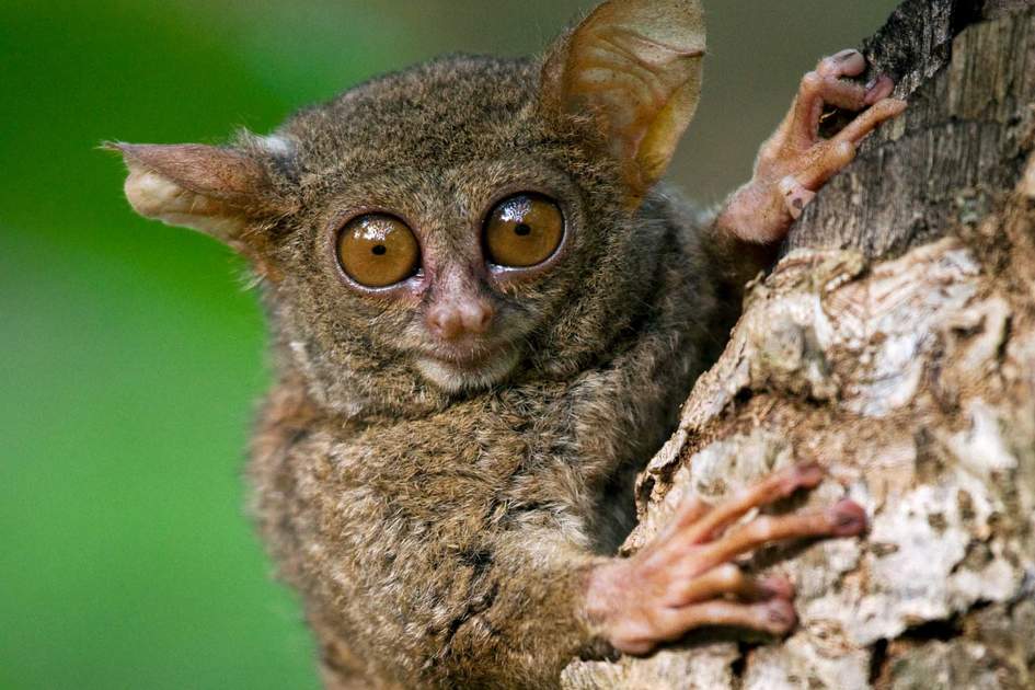 New Tarsier Discovered in the Mystic Lands of Indonesia
