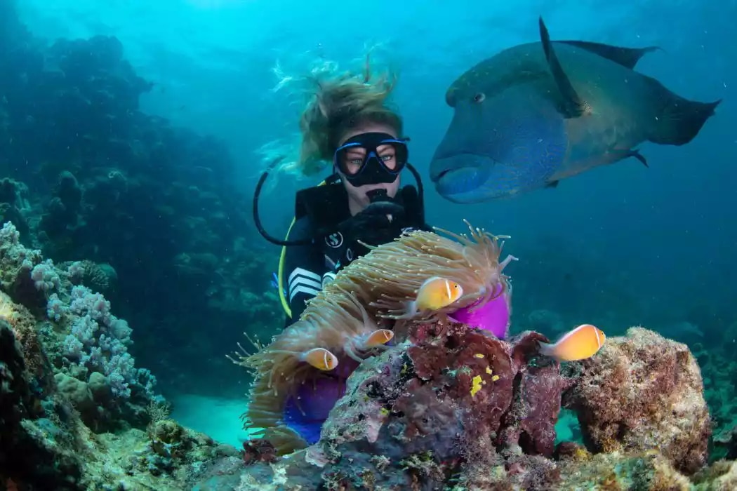 snorkeling in the great barrier reef