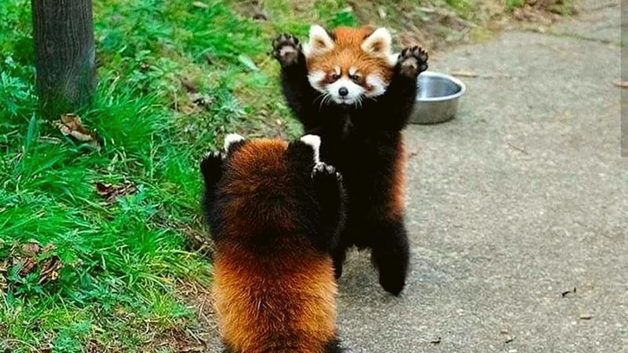 cute Red Pandas