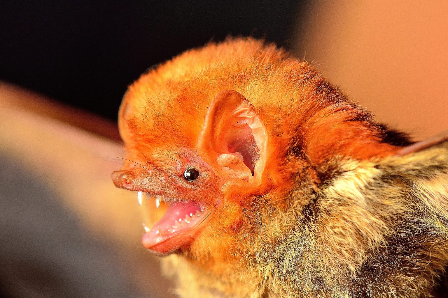 orange-haired bat